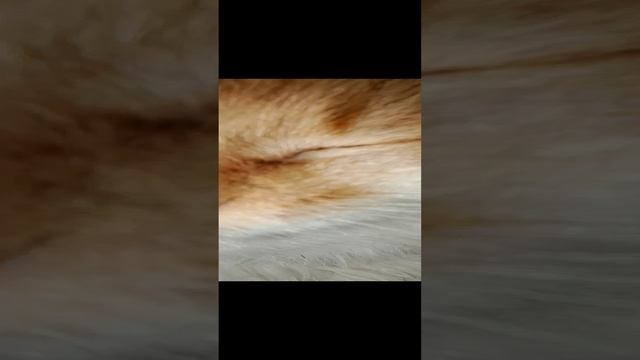 Котя как обычно