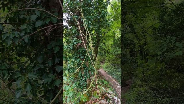 скала и миллиард мошек #Геленджик #природа #лес #горы #КраснодарскийКрай