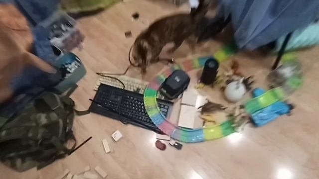 игра с кошкой.mp4