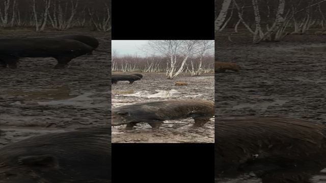 18-11-2024 Такая вот погода