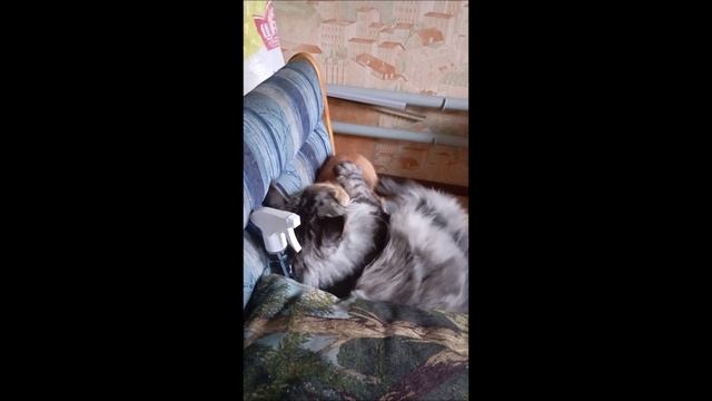 #Кот #Котёнок #Кос и Фокс