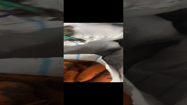 Морковь от производителя! Отличное качество!