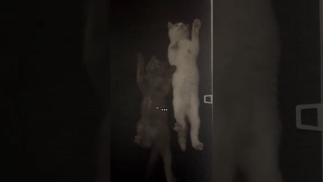 VID_20241117_222442_275.mp4