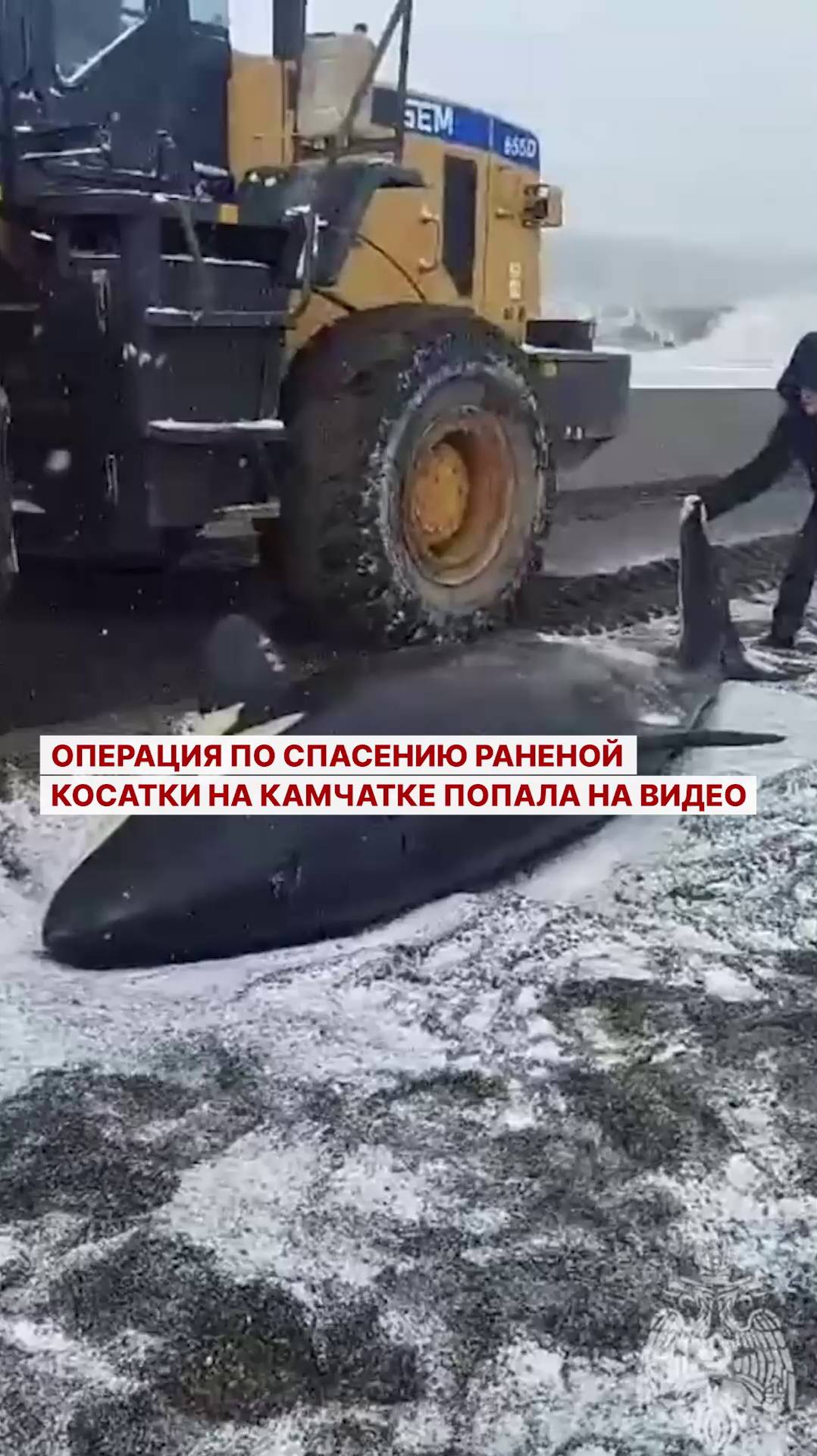 Операция по спасению раненой косатки на Камчатке попала на видео