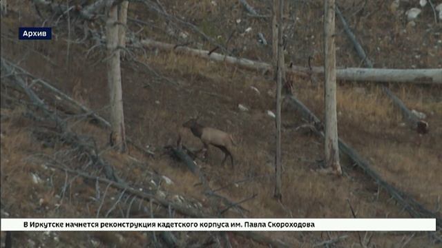 В Ольхонском районе один охотник по ошибке застрелил другого