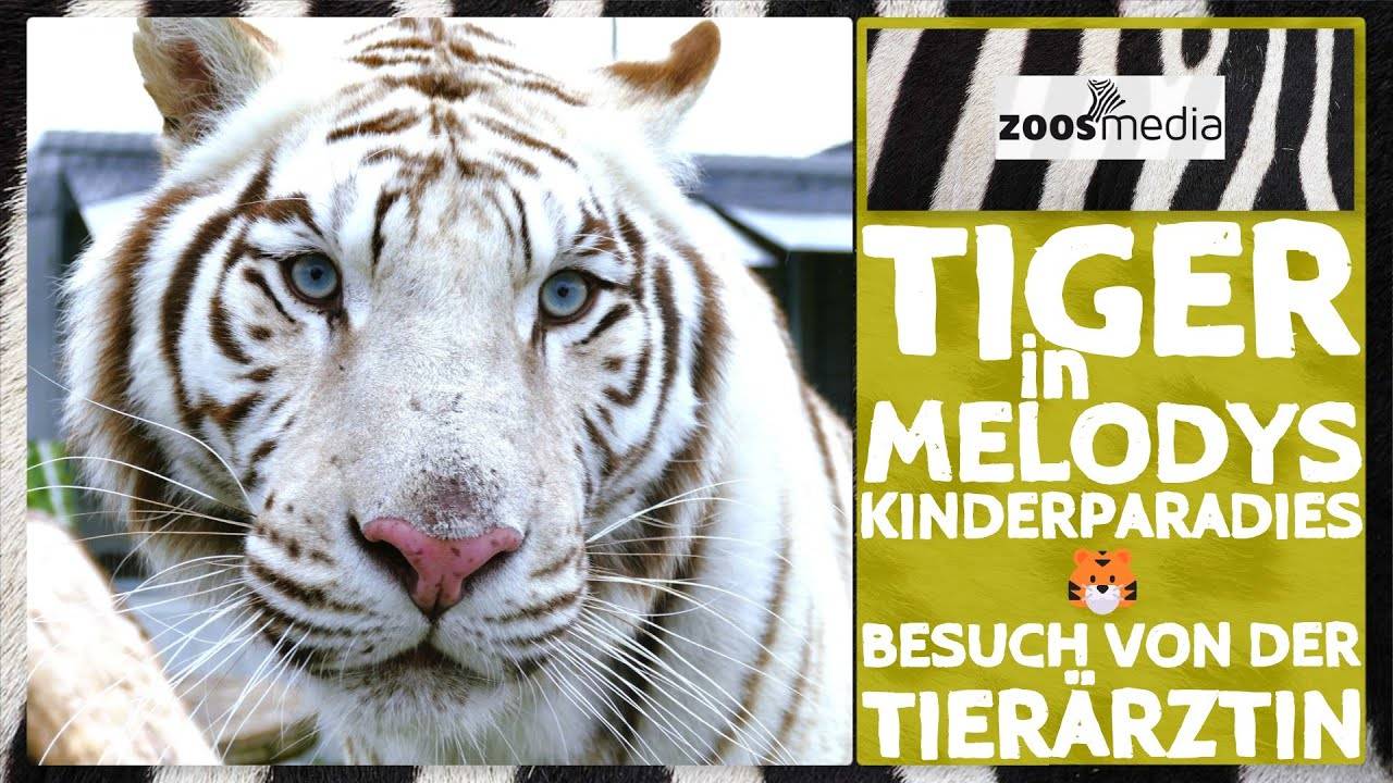 TIGER in Melodys Kinderparadies 🐯 _ zoos.media (360p)