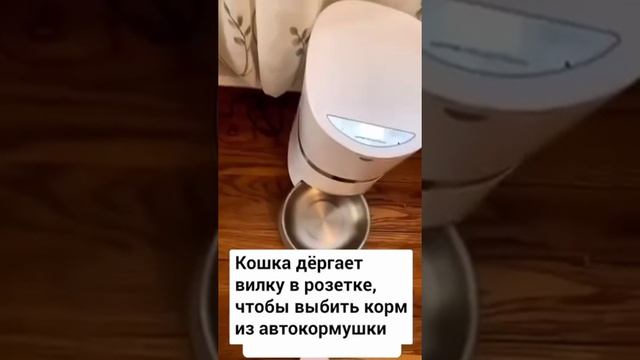 Пушистая догадалась, что если дергать вилку в розетке, то из автоматической кормушки будет сыпаться