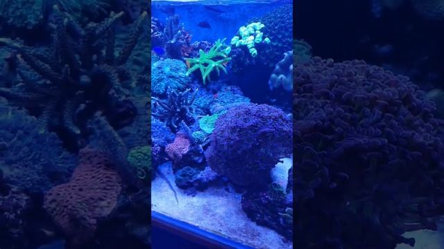 Домашнее море 300 литров
