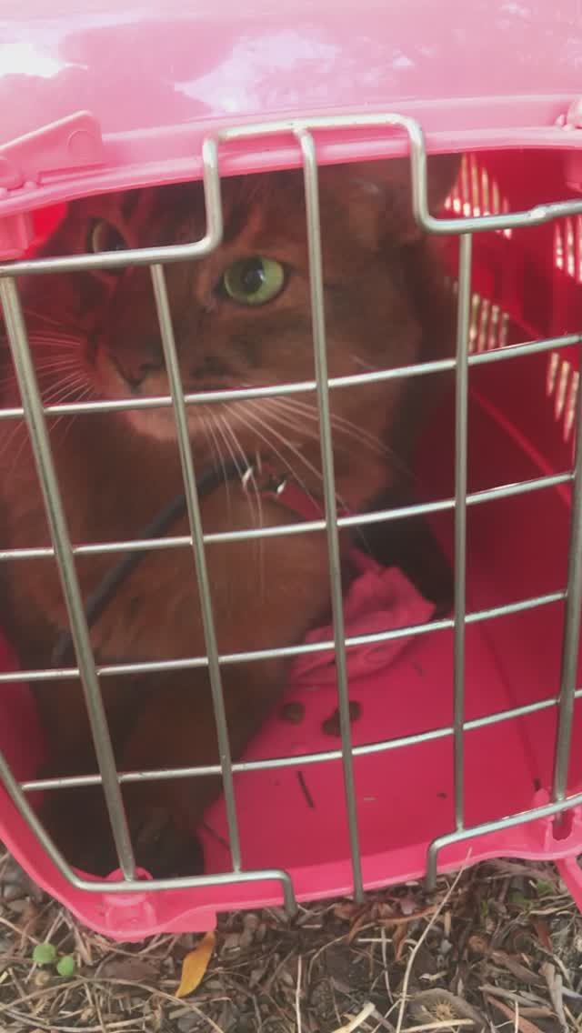 Как же не любит переноску!!!