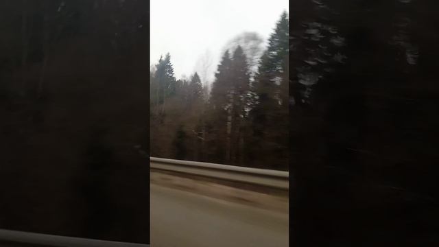 Лесная дорога с полями