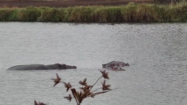 Африка Кения бегемоты 2024 ноябрь