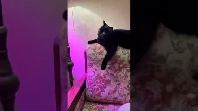Маска Бэтмэна для кота