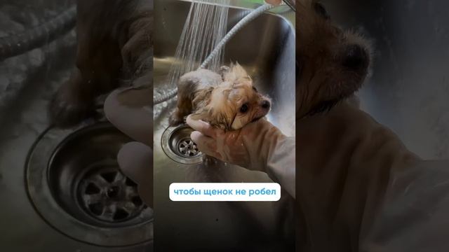 Первое купание щенка: на что обратить внимание⚡️