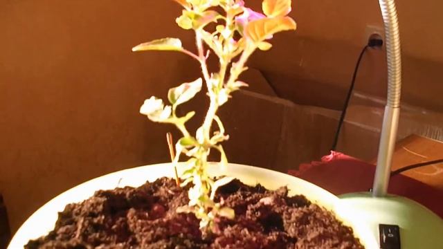 Исцеление Туласи под фитолампой
