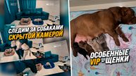 Оставили собак дома совершенно одних! Что же случилось?! Демонстрация поистине эксклюзивных щенят