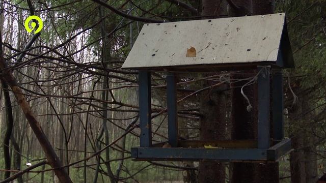 Давеча | 18.11.2024 |Кормушки в городе