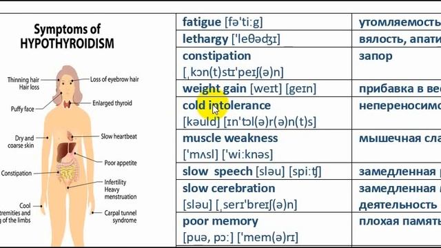 Медицинский английский. Щитовидная железа. Часть 3