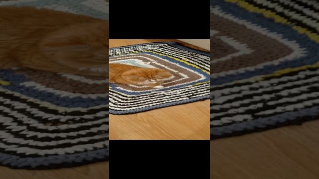 котик хочет спать