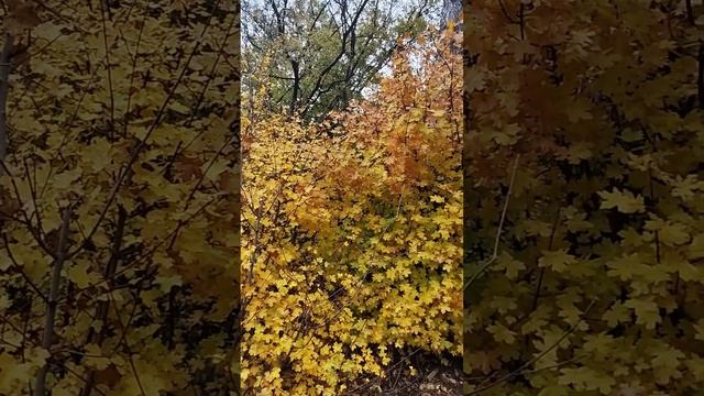 КРЫМ! Золотая осень на ЮБК!