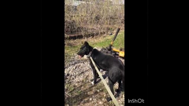 Давайте вместе подарим Вольту счастливую жизнь, полную любви и заботы! ❤️🏡✨