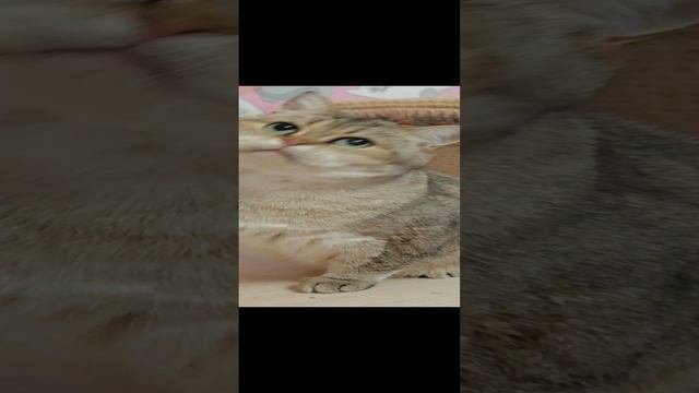 Купер.mp4