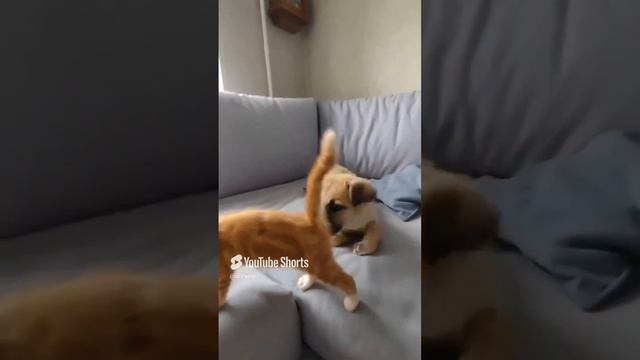 щенок ищет дом