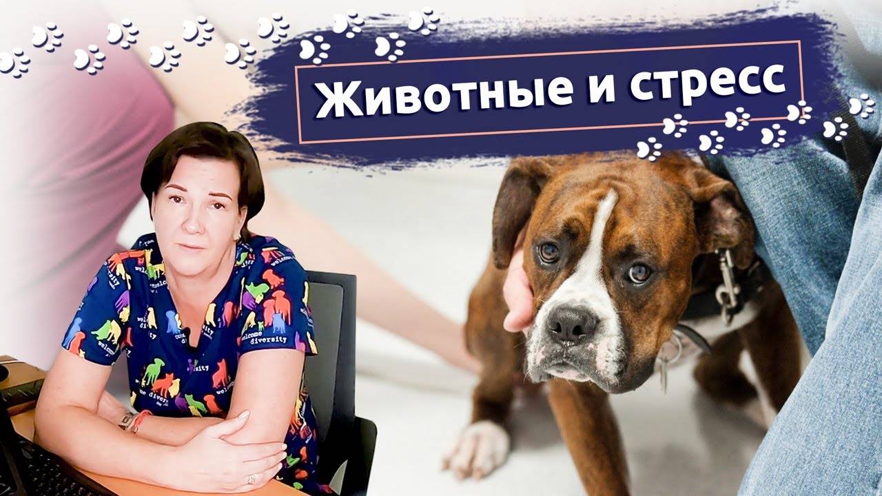 Как в случае стресса помочь питомцу