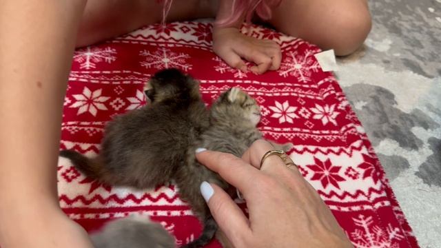 Шотландские котята рождены 7 ноября 2024г.