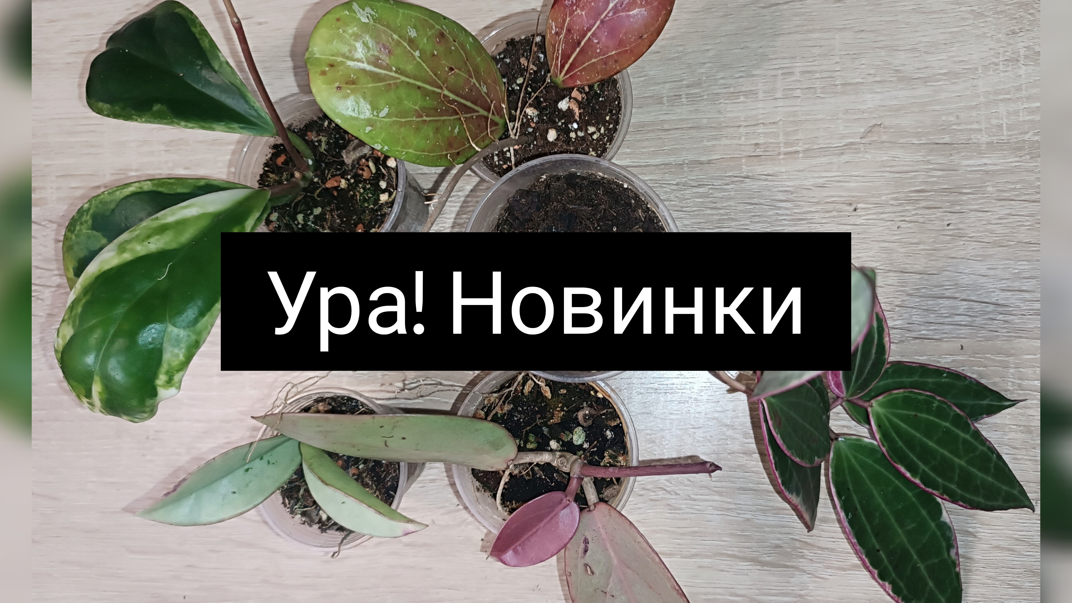 ура новинки