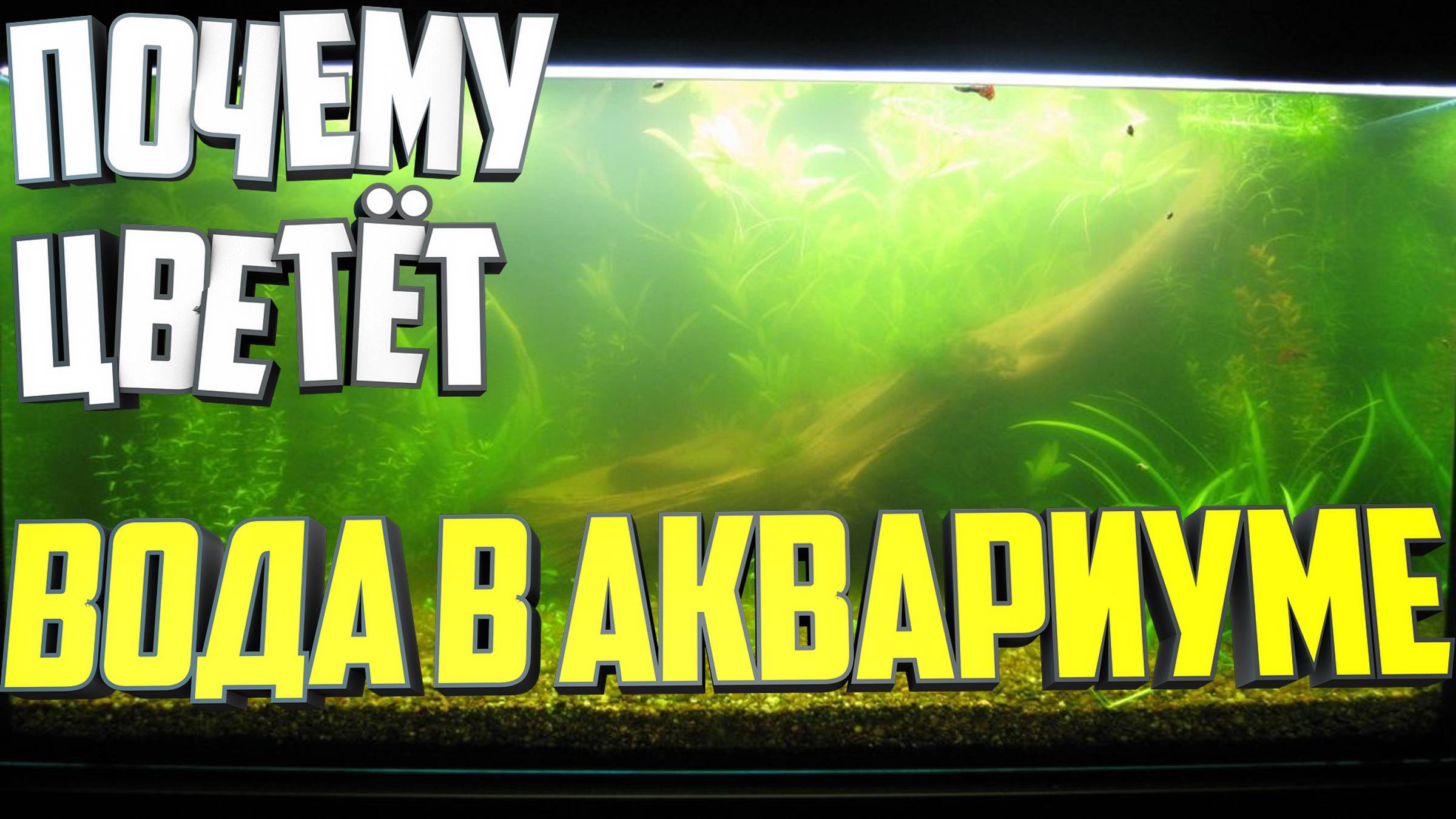 Почему цветёт вода в аквариуме