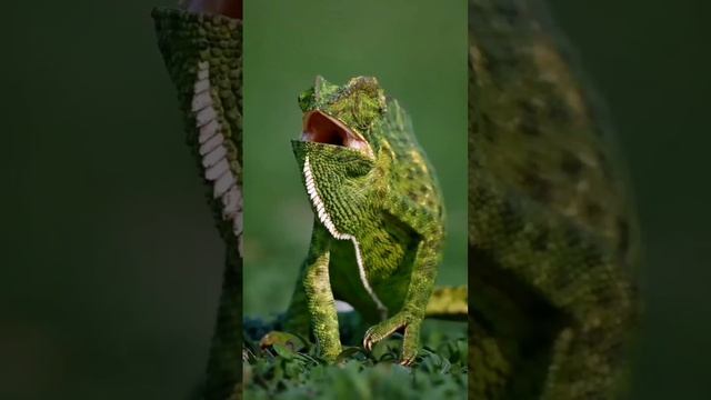 Индийский хамелеон (Chamaeleo zeylanicus)