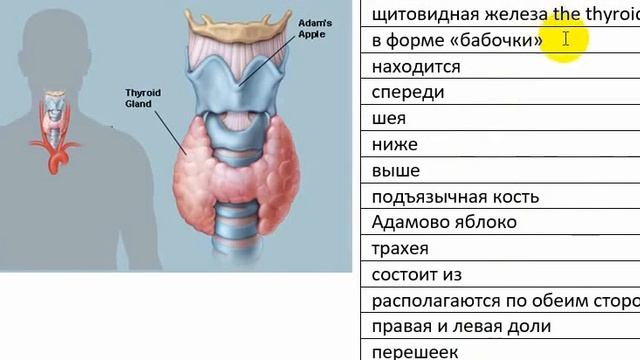 Медицинский английский. Щитовидная железа. Часть 1