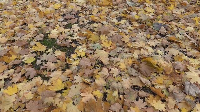 Осень в Донецке / Донецкие звёзды