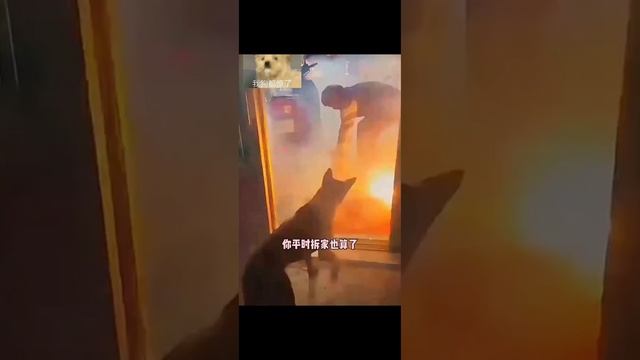 Чумавой пёс, чуть не спалил жилье своего хозяина...