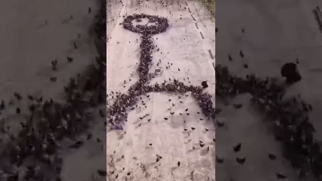 Рисование курицами.