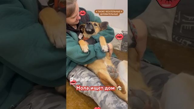 Собака в добрые руки