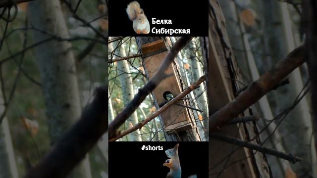 Птицы изучают новый скворечник
