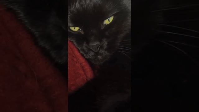 Страшно красивый кот