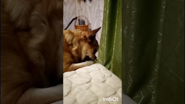 Собака моет лапы🤪