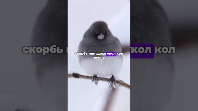 Бухари Муслим