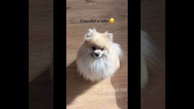 МИЛАЯ СОБАЧКА)))