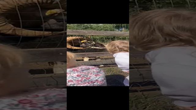 Разговор с бараном