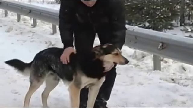 Владимир Захаров (Рок Острова) на кольцевой (песня про верного пса)