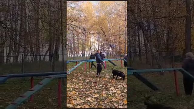Щенок ВЕО 8мес. - Валентлайф Черемуха - занятия ОКД - хождение по Буму.