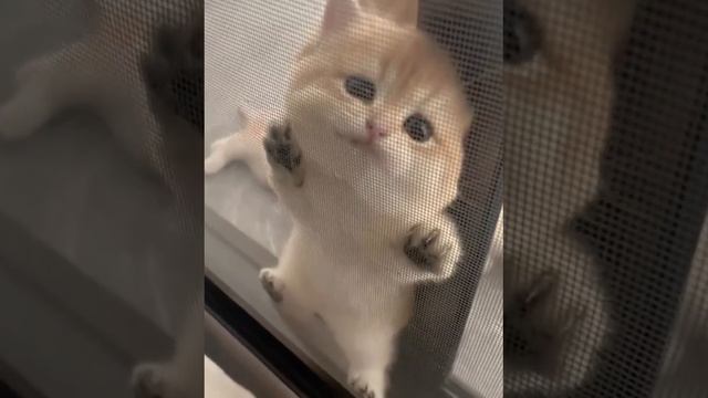 Зажало котэ окнами)))
