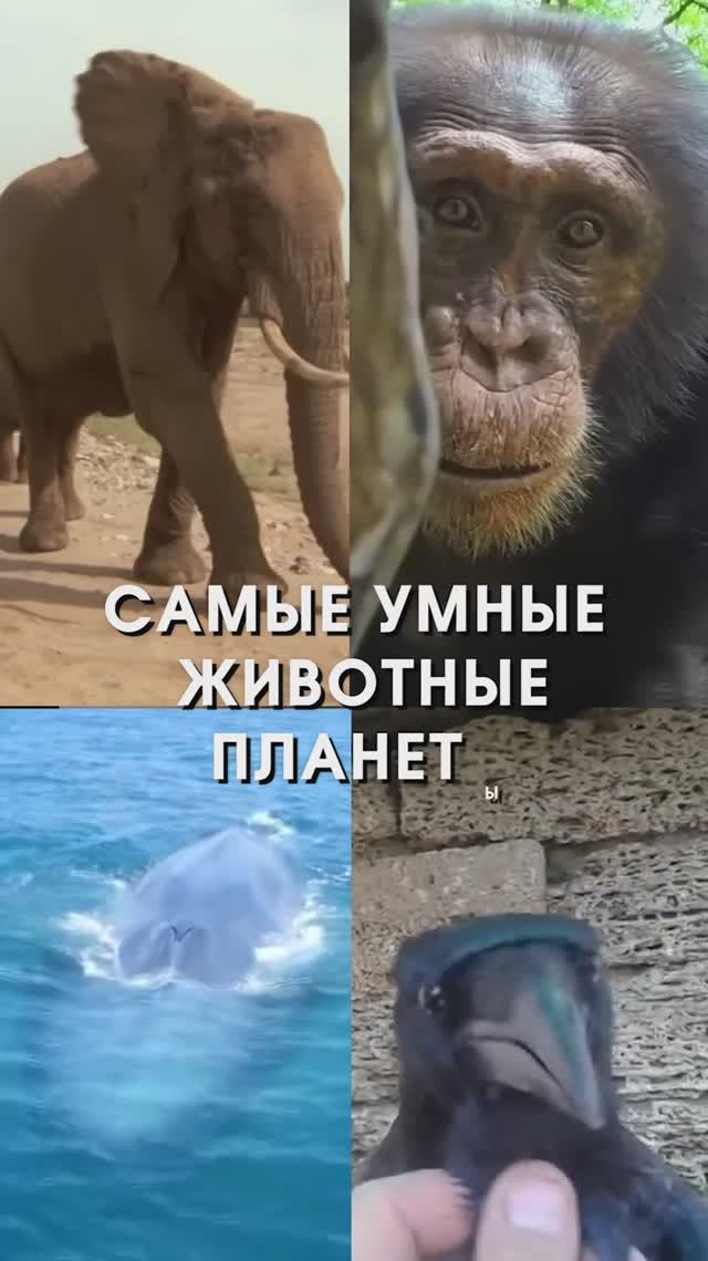 ТОП 5 самых умных животных планеты