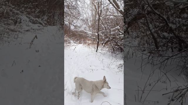 за медведем