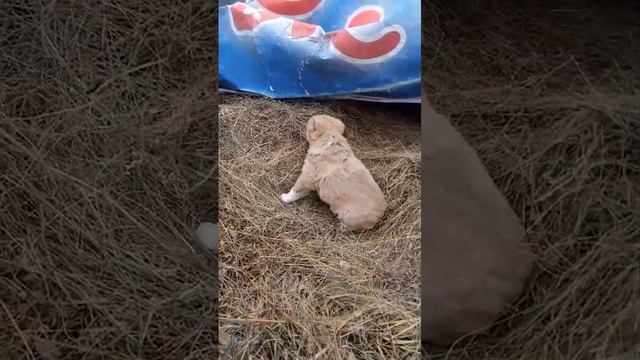 Щенок алабай 5 недель девочка