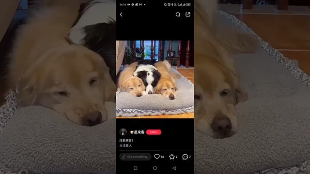 собачья любовь