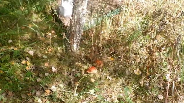 Разбираю Завалы После Урагана  - Часть Первая - 2021